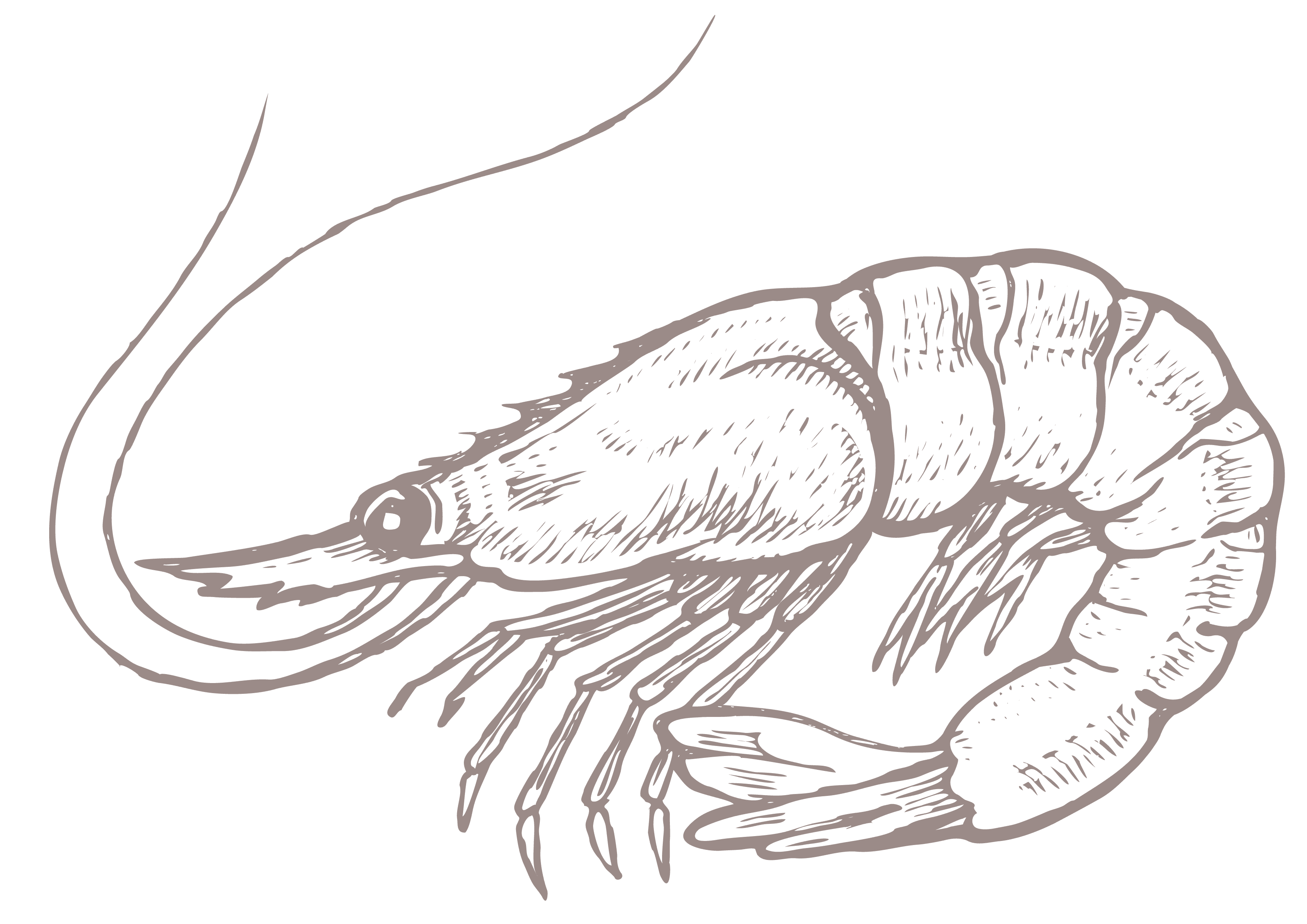 Seafood background